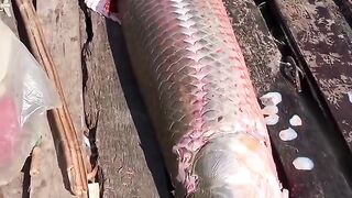 Pirarucu scales cannot be penetrated by a harpoon; they are hard like steel.