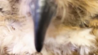 Detective Bibib funnyanimals owl funnyvideo funny animals cute cuteanimals owls