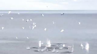 Gannet cormorants dive for herring