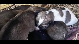 cute puppies