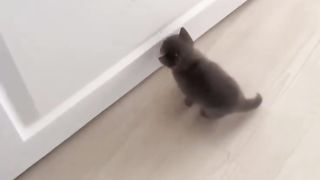 The Cat ????????
