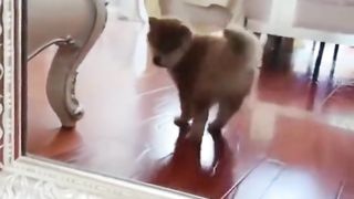 Puppy concerned about his butt