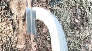 Rubber mining.