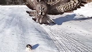 The owl silently flew up and caught the mouse