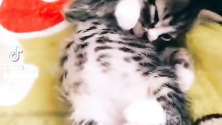 Я ленивый жирный пирожок ???? #котята #смешныеживотные