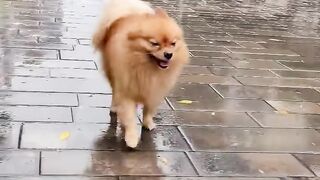 Утро понедельника #смешныеживотные #шпиц #shorts