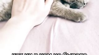 Тренд про котенка #shorts #котята #тренды