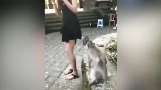 fun tume with monkeys