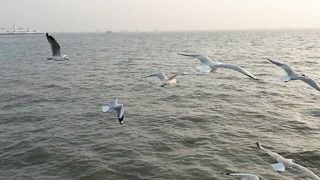 City bird