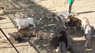 Russia. Lion Park "Taigan"