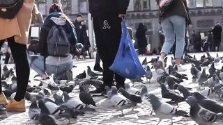 City bird