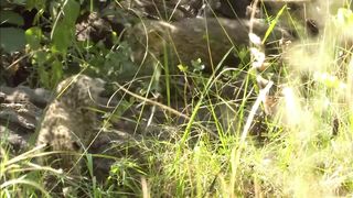 Hyena Run At Top Speed After A Leopard Cub