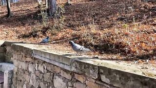 City bird
