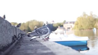 City bird