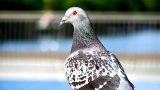 City bird