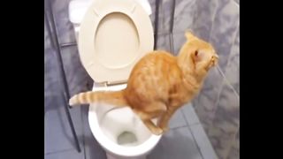 Кот срет под дабстеп.
