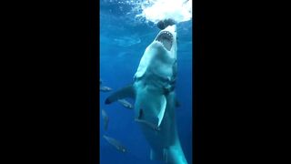 The great white shark.