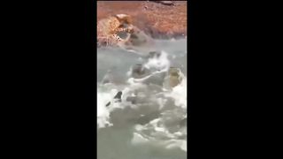 The cheetah lost its vigilance and it cost him his life.