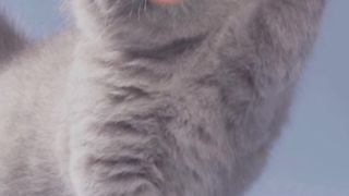 Супер милый котенок поет песенку #смешныевидео #shorts #comeon!