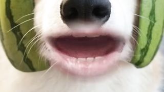 собака с арбузом на голове поёт песенку #shorts #смешныевидео #смешныеживотные #comeon