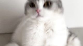 Cat funny????