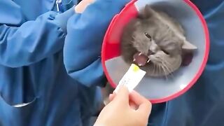 What are you guys doing to that cat butt!!