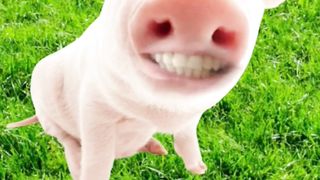 Смешной поросёнок поёт песенку #смешныевидео #shorts #comeon