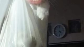 Смешной котяра поёт песенку #comeon #shorts