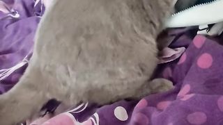 Смешная кошечка Асти нашла себе новый домик ???? #shorts #котята #асти