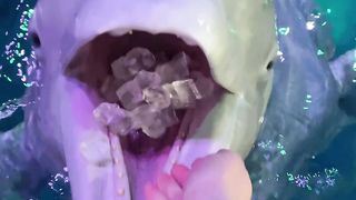 DOLPHINE