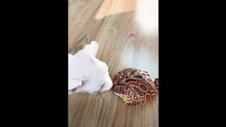 غرائب الطبيعه