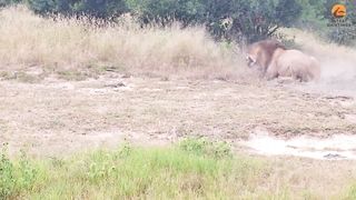 Wild Dogs Want to Save Brother From Lion