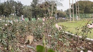 Beautiful Rose garden
