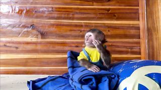 Super smart! Cutis tries to run away from home and takes goat