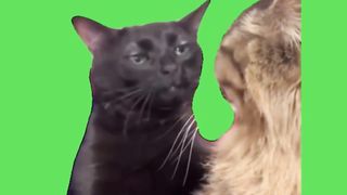 Some cat memes! Hope this helps if you ever decide to look for these type of stuff!❤️❤️❤️
