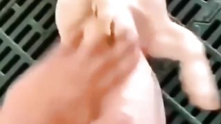 Cute pig