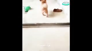 مقاطع مضحكه #2023