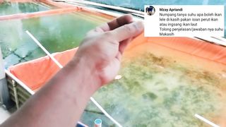 Jeroan ikan laut dsb (pakan alternatif) BOLEH atau TIDAK diberikan ke ikan lele Bagaimana prosesnya❓