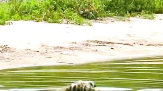 مشهد لببر يتمرغ في الماء A scene of a tiger wallowing in water