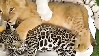 The Three Cubs Sleep in Order ????.نوم الثلاثة اشبال بالترتيب