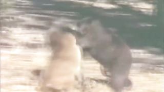 Giraffe vs Lions