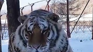 الببر السيبيري ???? عملاق عالم السنوريات The Siberian tiger is the giant of the feline world