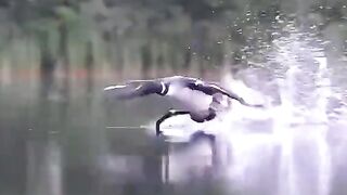 Animal#wildlife#bird#nature#viral