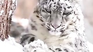 نمر الثلج # snow leopard #