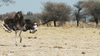 The ferocity of the ostrich