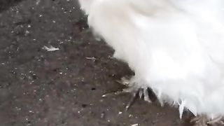Me is silky ll am I