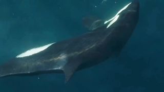 Inilah keunikan Paus Beluga