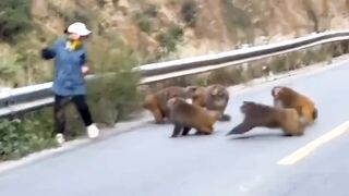 Wild monkeys attack a lady
