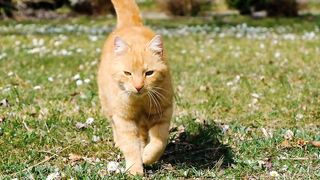 Very beautiful cat