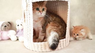 Mom Cat playing and talking to her Cute Meowing baby Kittens